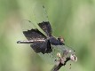 Rhyothemis braganza female (3 of 8)